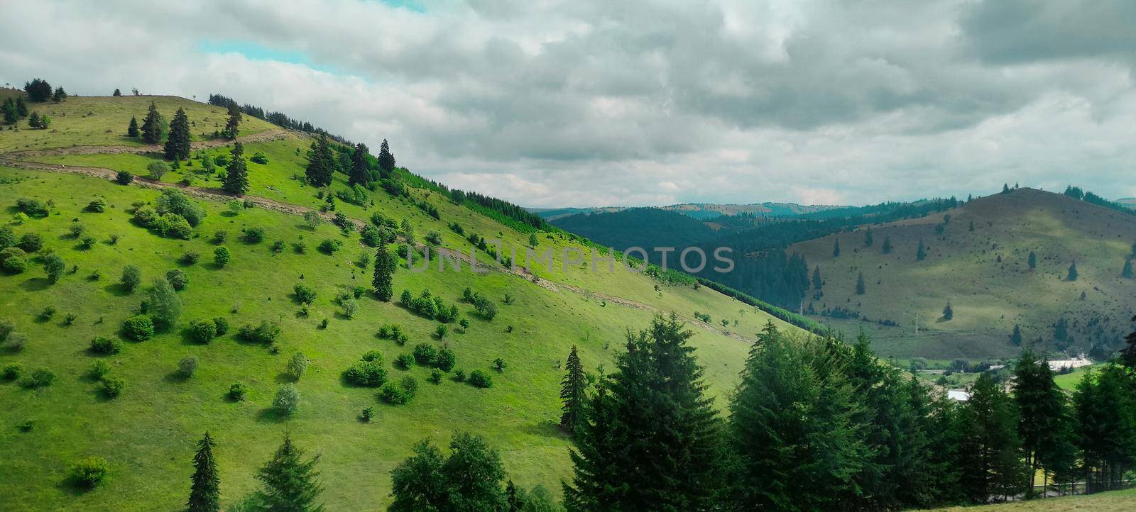 fir trees on meadow between hillsides with conifer forest by banate
