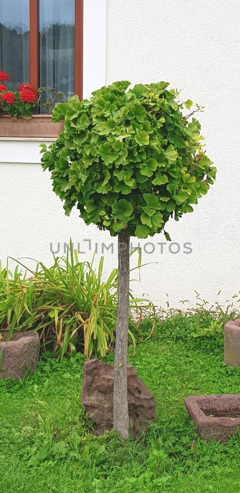 small tree with small foliage in the yard by banate