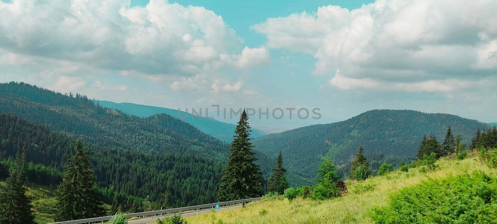 fir trees on meadow between hillsides with conifer forest . High quality photo