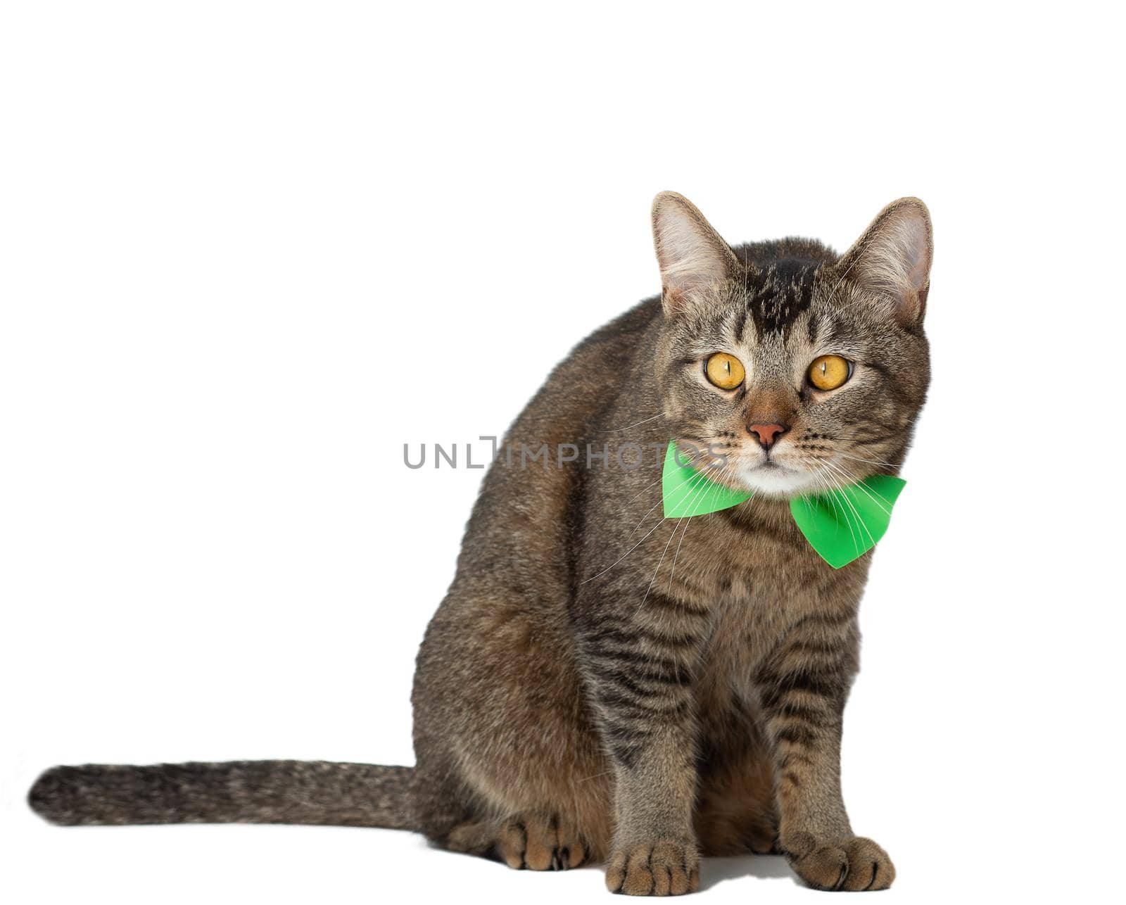 Isolated cat with green butterfly tie on neck on white background looking aside by TatianaFoxy