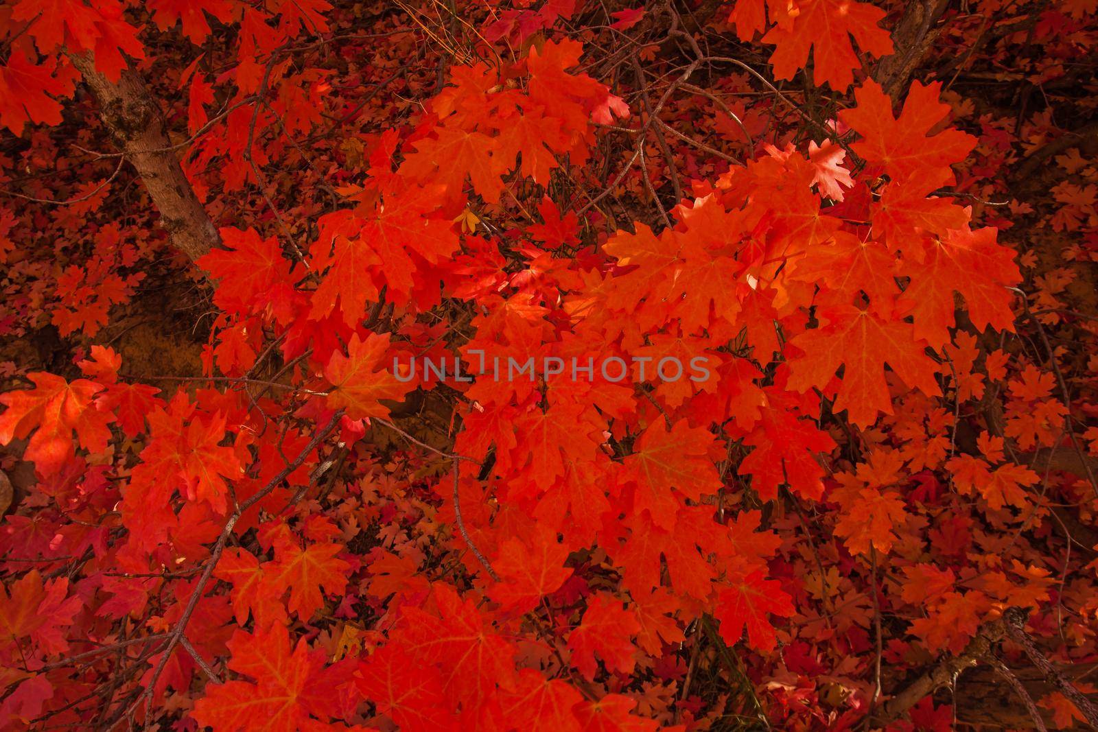 Brightly coloured leaves in Zion National Park. Utah