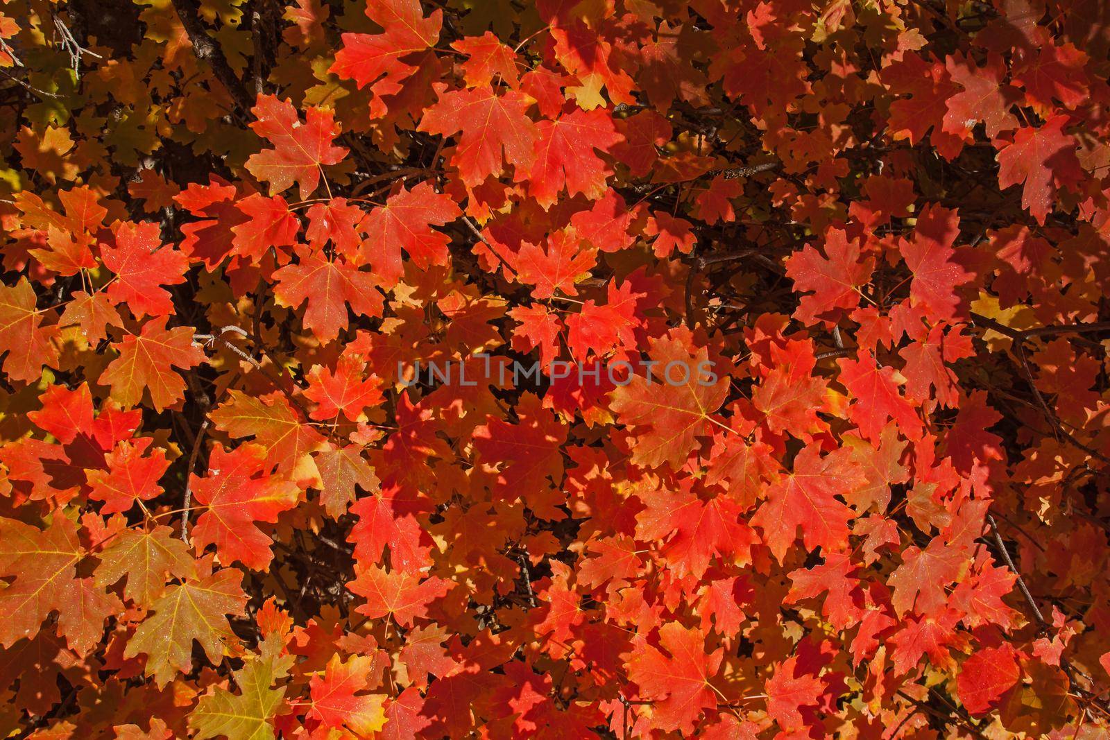 Brightly coloured leaves in Zion National Park. Utah