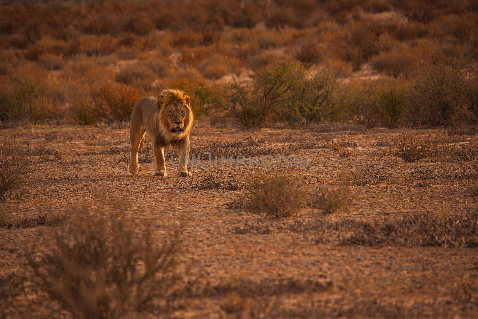 Kalahari Lion (Panthera leo) 5125 by kobus_peche