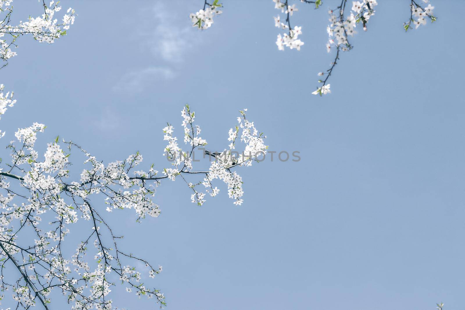 Floral abstract art on blue background, vintage cherry flowers in bloom as nature backdrop for luxury holiday design by Anneleven