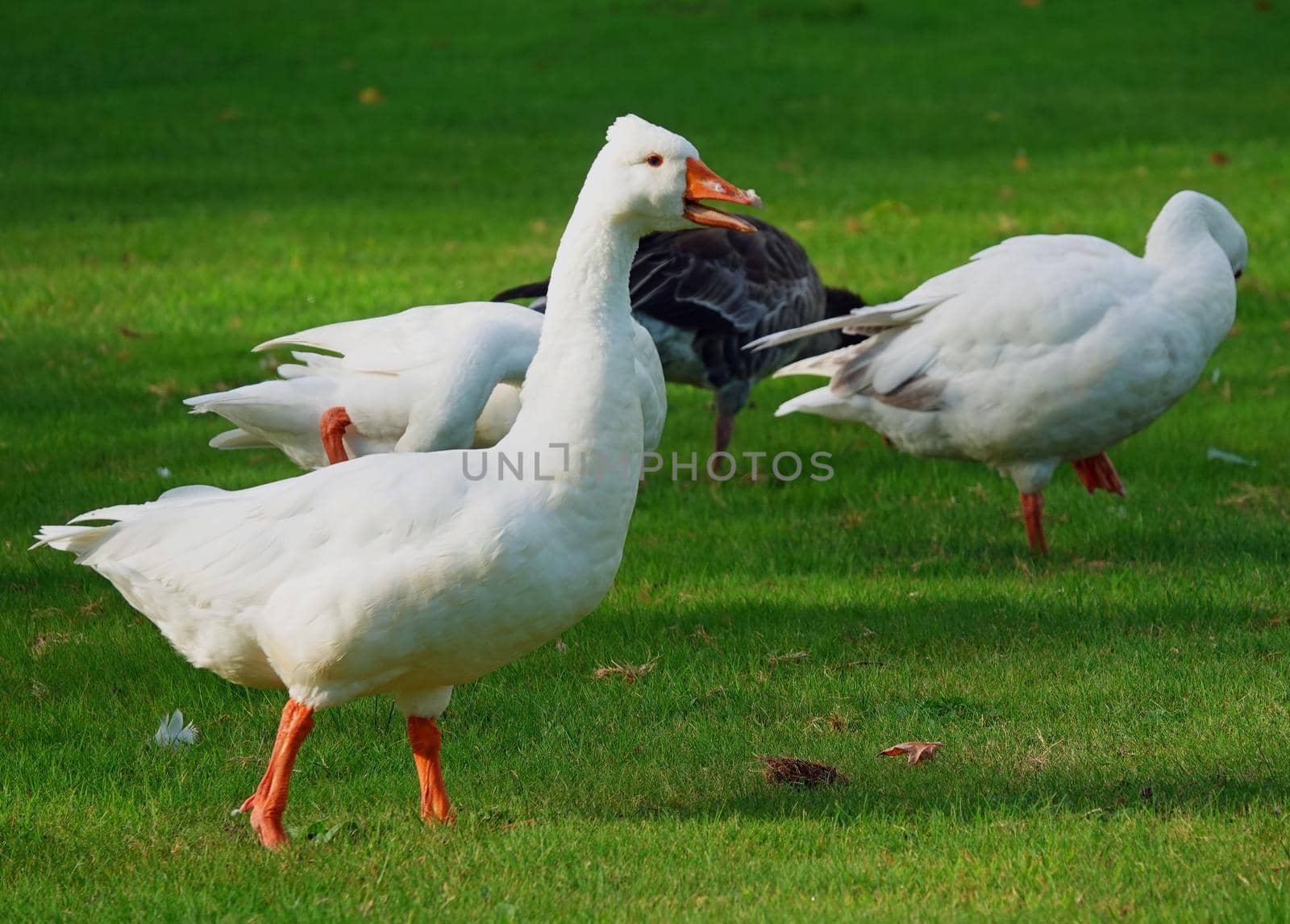 Complaining white domestic goose on a meadow in front of three other geese. Location: Hardenberg, the Netherlands
