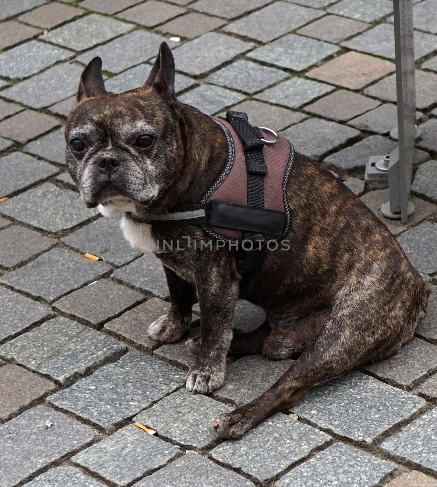 Older male French Bulldog sitting as they usually do by WielandTeixeira