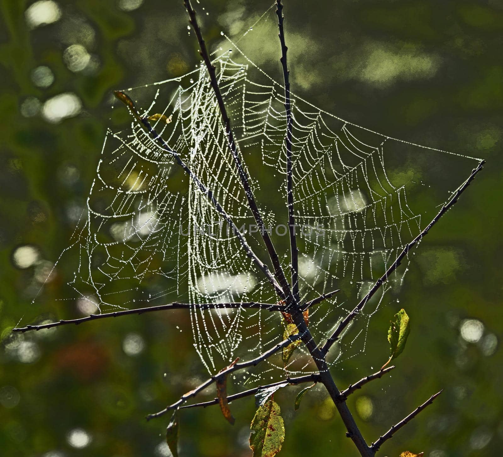a beautiful cobweb in middle of nature with drops of dew on a foggy morning 