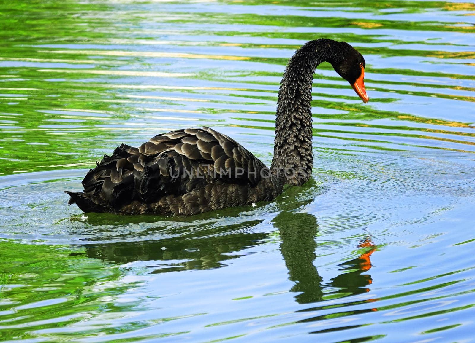 Black swan looking at his reflection in the water like Narcissus. Location: Detmold, Germany