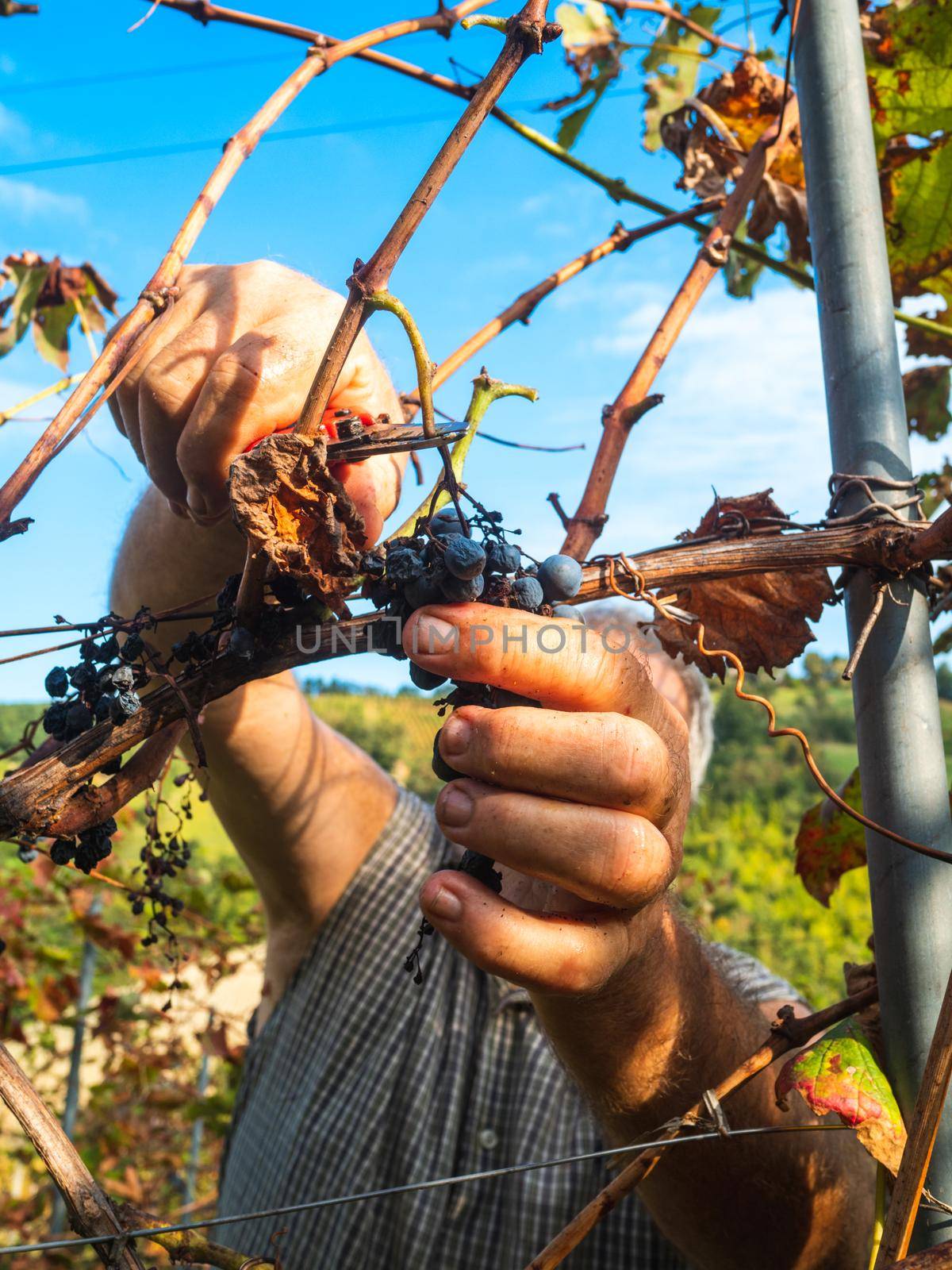 old bearded man harvesiting for wine production