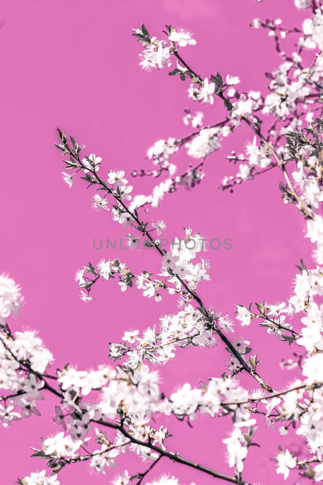 Floral abstract art on pink background, vintage cherry flowers in bloom as nature backdrop for luxury holiday design by Anneleven