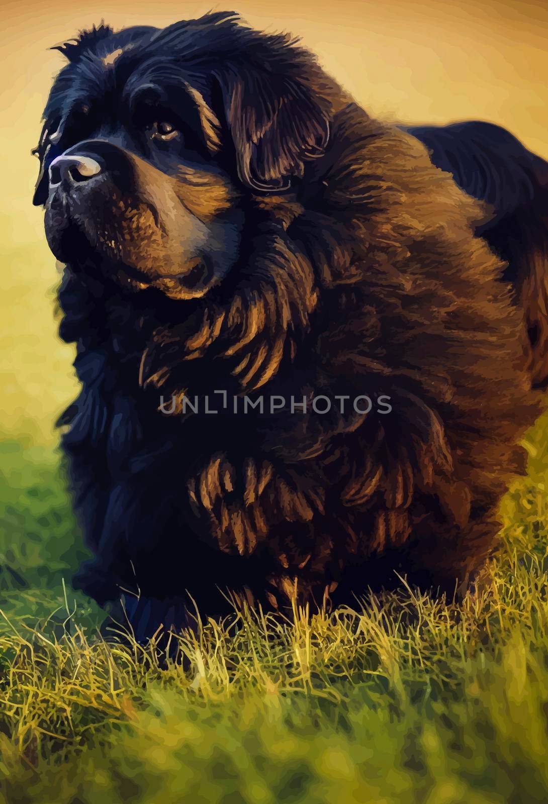 illustration of newfoundland dog lying on the grass, beautiful newfoundland dog