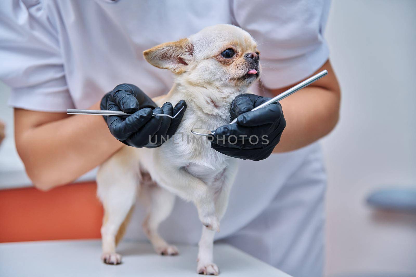 Small chihuahua dog being examined by a dentist doctor in a veterinary clinic. Pets, medicine, hygiene, care, animals concept