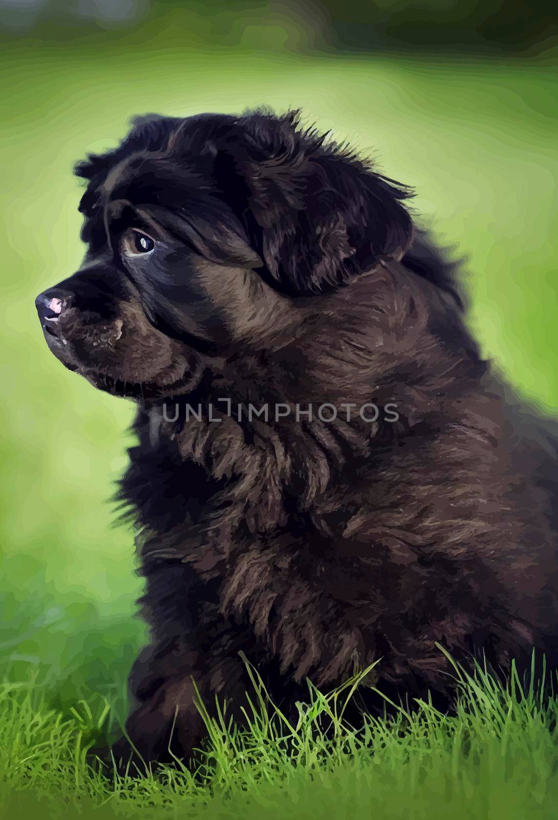 illustration of newfoundland dog lying on the grass. beautiful newfoundland dog. by JpRamos