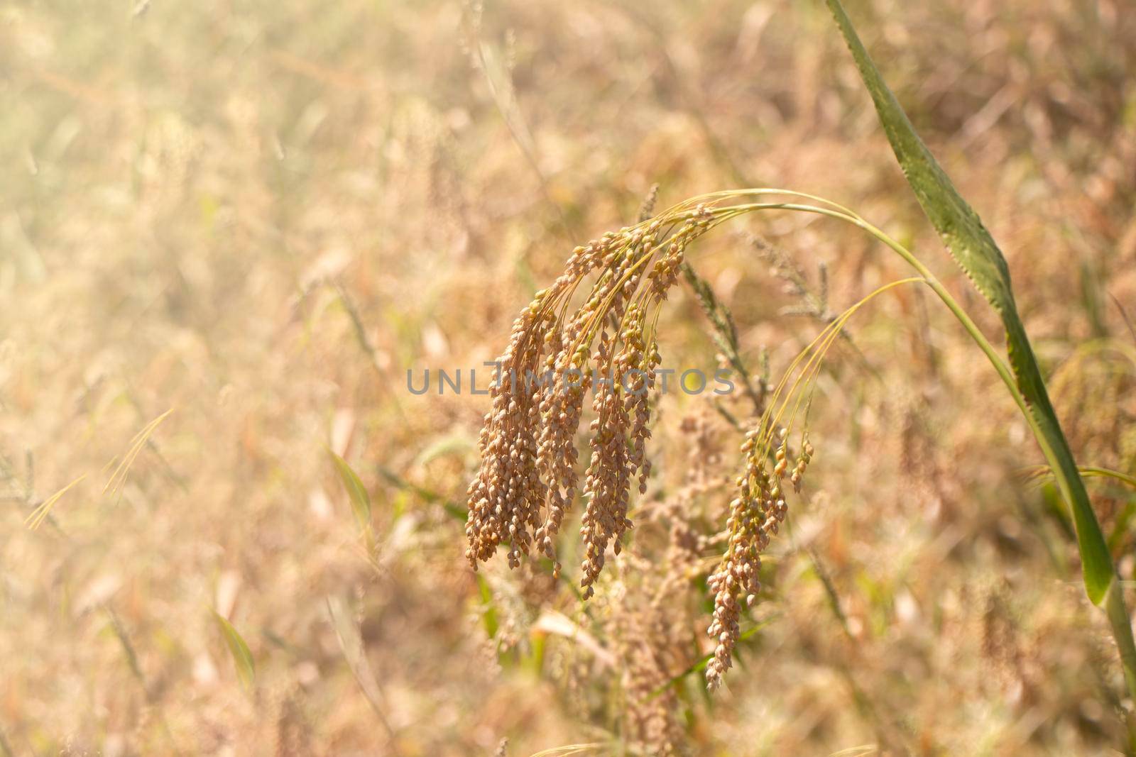 spikelet of ripe millet of golden and yellow color lit by the rays of the summer sun on a blurred background. soft selective focus. harvest concept. Place for text. High quality photo.