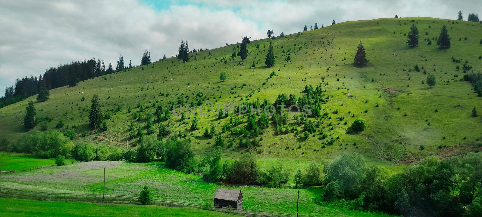fir trees on meadow between hillsides with conifer forest . High quality photo