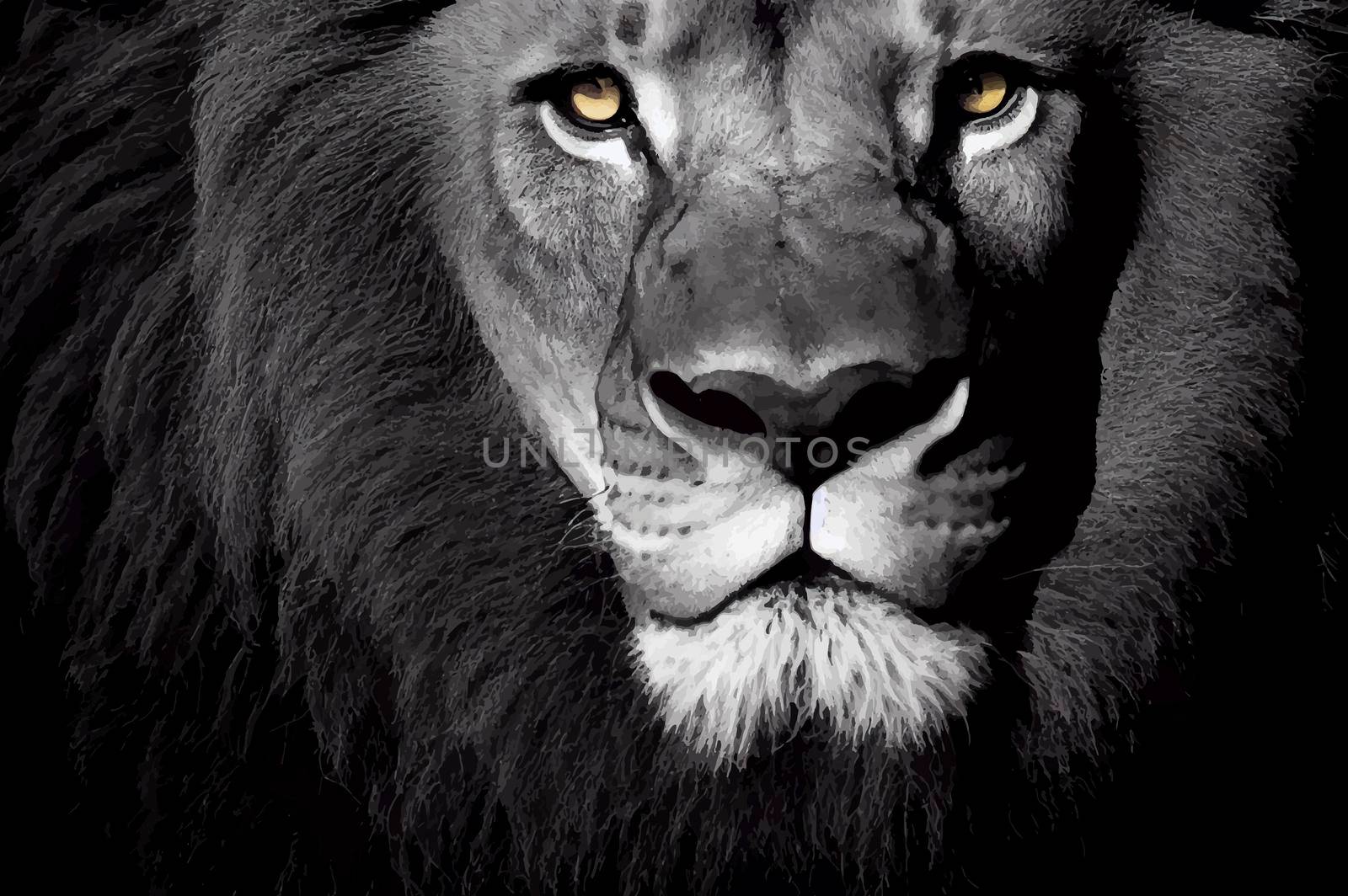 Portrait of a Lion. Close-up of wild lion face on black background.
