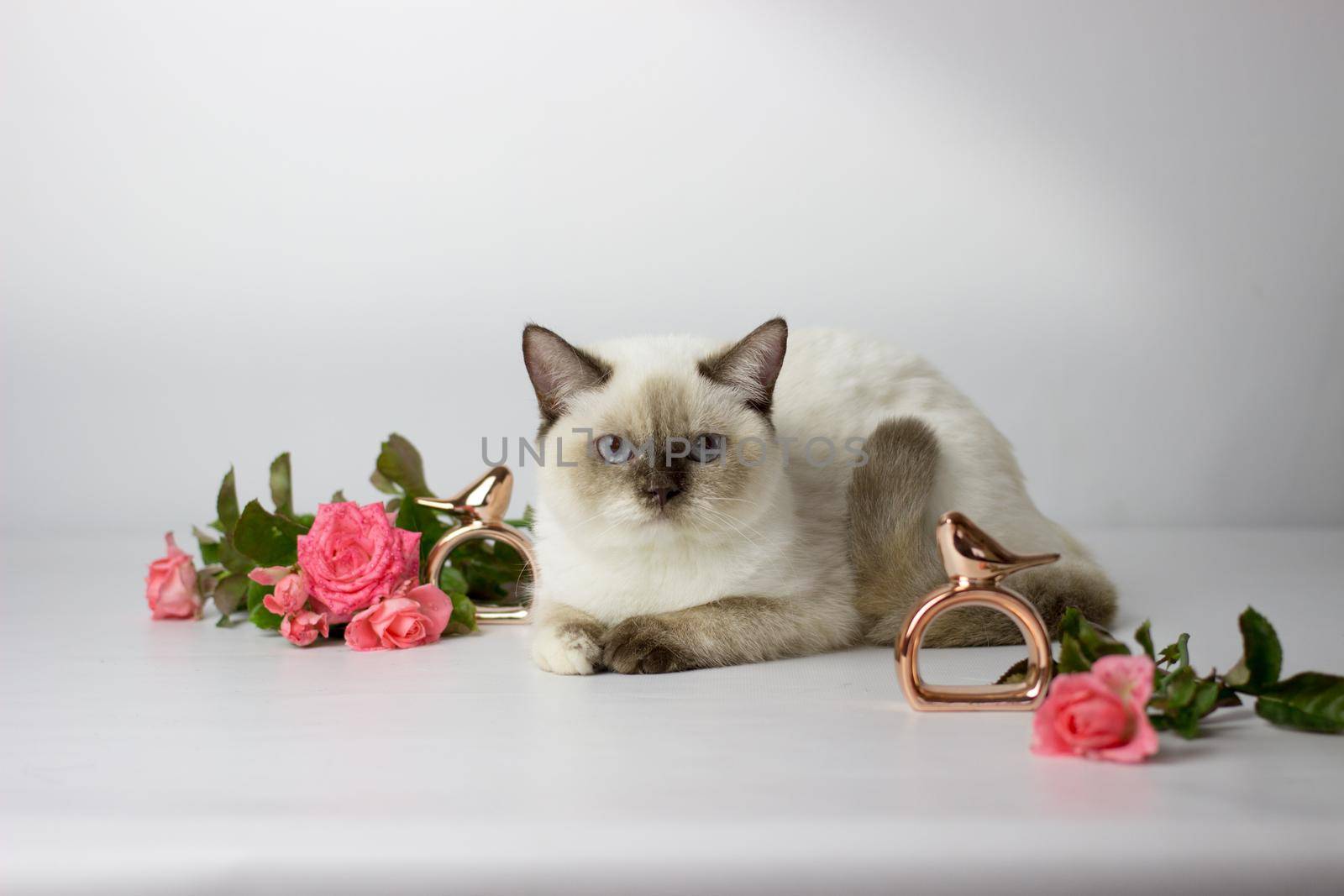 British shorthair colorpoint cat. Beautiful yang female cat with flowers. Kitten in the basket