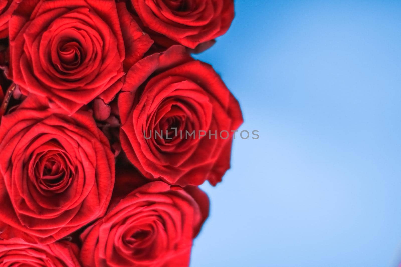 Luxury bouquet of red roses on blue background, flowers as a holiday gift by Anneleven