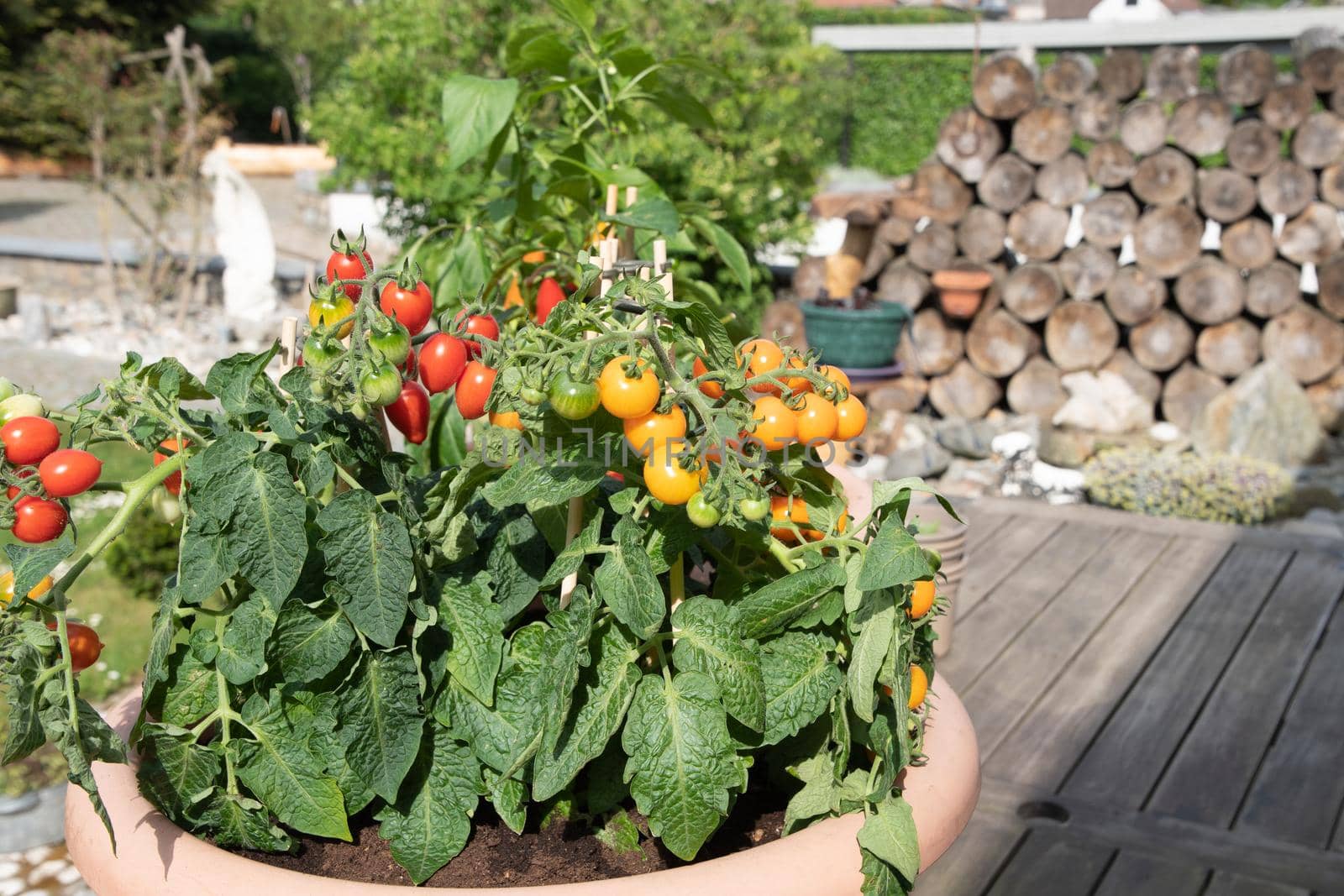 Large pots with red and yellow cherry tomatoes on the garden terrace,planting by KaterinaDalemans