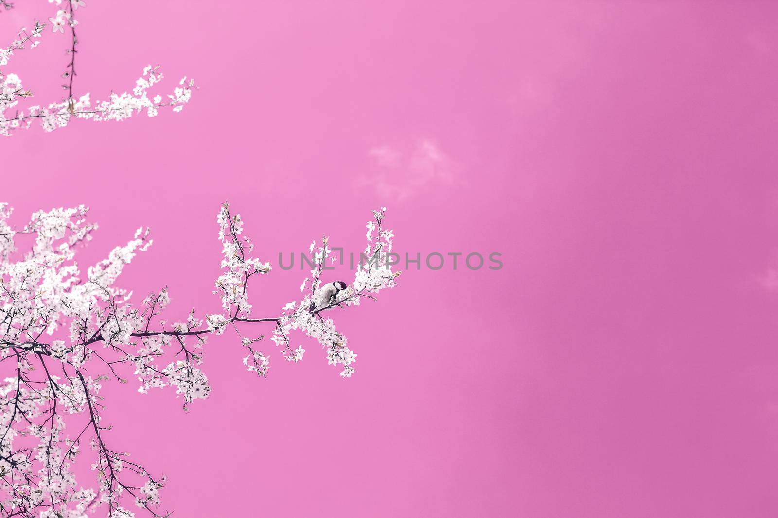 Floral abstract art on pink background, vintage cherry flowers in bloom as nature backdrop for luxury holiday design by Anneleven