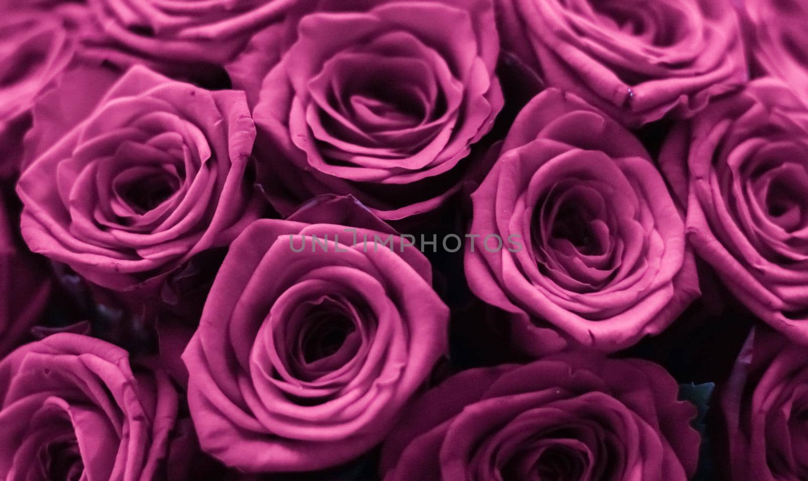 Blooming rose, flower blossom and Valentines Day gift concept - Luxury bouquet of purple roses, flowers in bloom as floral holiday background