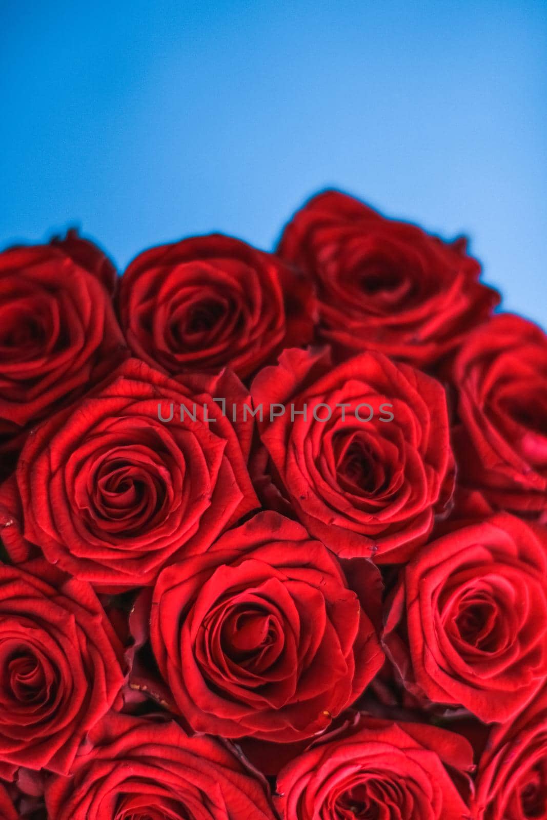 Luxury bouquet of red roses on blue background, flowers as a holiday gift by Anneleven