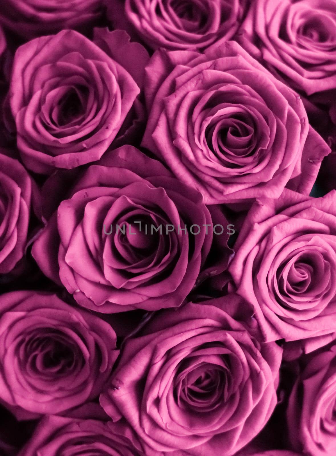Luxury bouquet of purple roses, flowers in bloom as floral holiday background by Anneleven