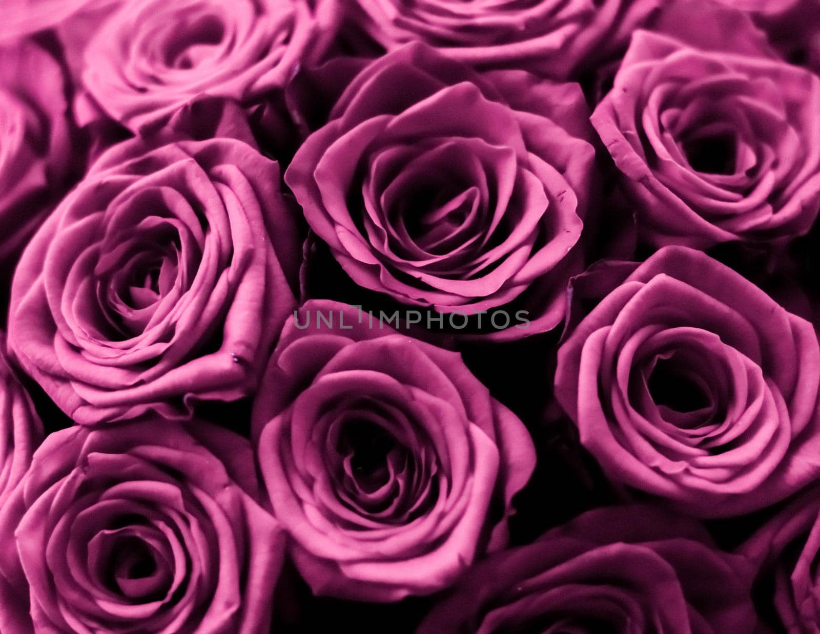 Luxury bouquet of purple roses, flowers in bloom as floral holiday background by Anneleven