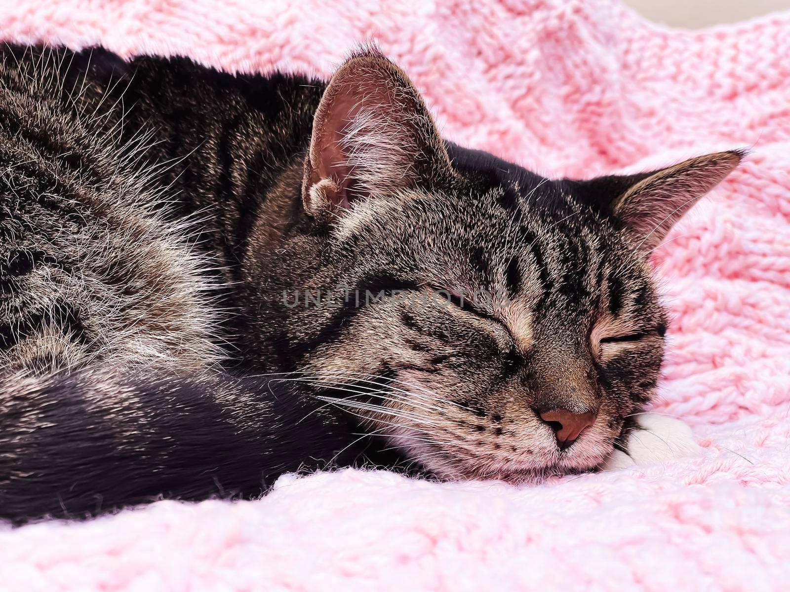 Beautiful female tabby cat on pink knitted blanket at home, adorable domestic pet portrait, close-up