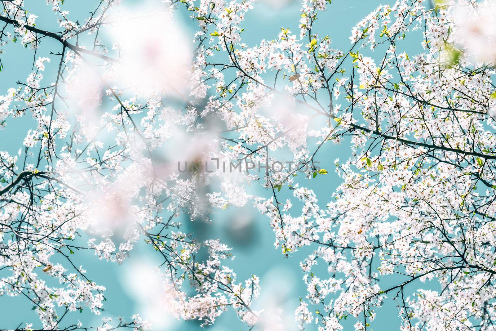 Floral abstract art on turquoise background, vintage cherry flowers as nature backdrop for luxury holiday design by Anneleven