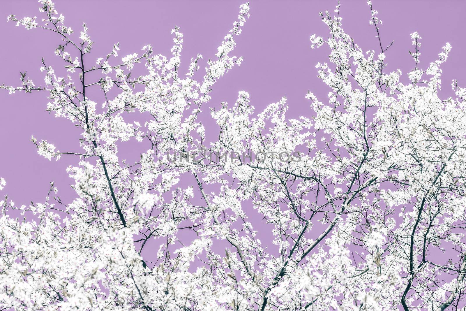 Floral abstract art on purple background, vintage cherry flowers in bloom as nature backdrop for luxury holiday design by Anneleven