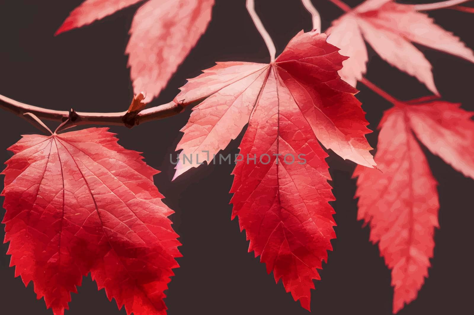 Red maple leaves on the branches by JpRamos