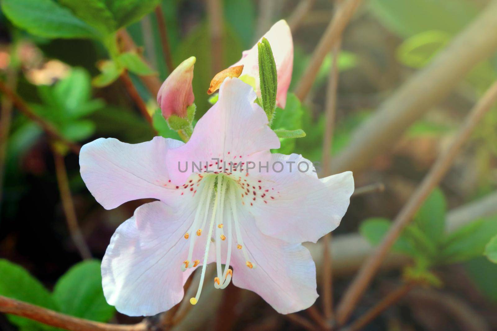 Close-up on a blooming beautiful flower in the park. Soft light falls on the flower. Nature background