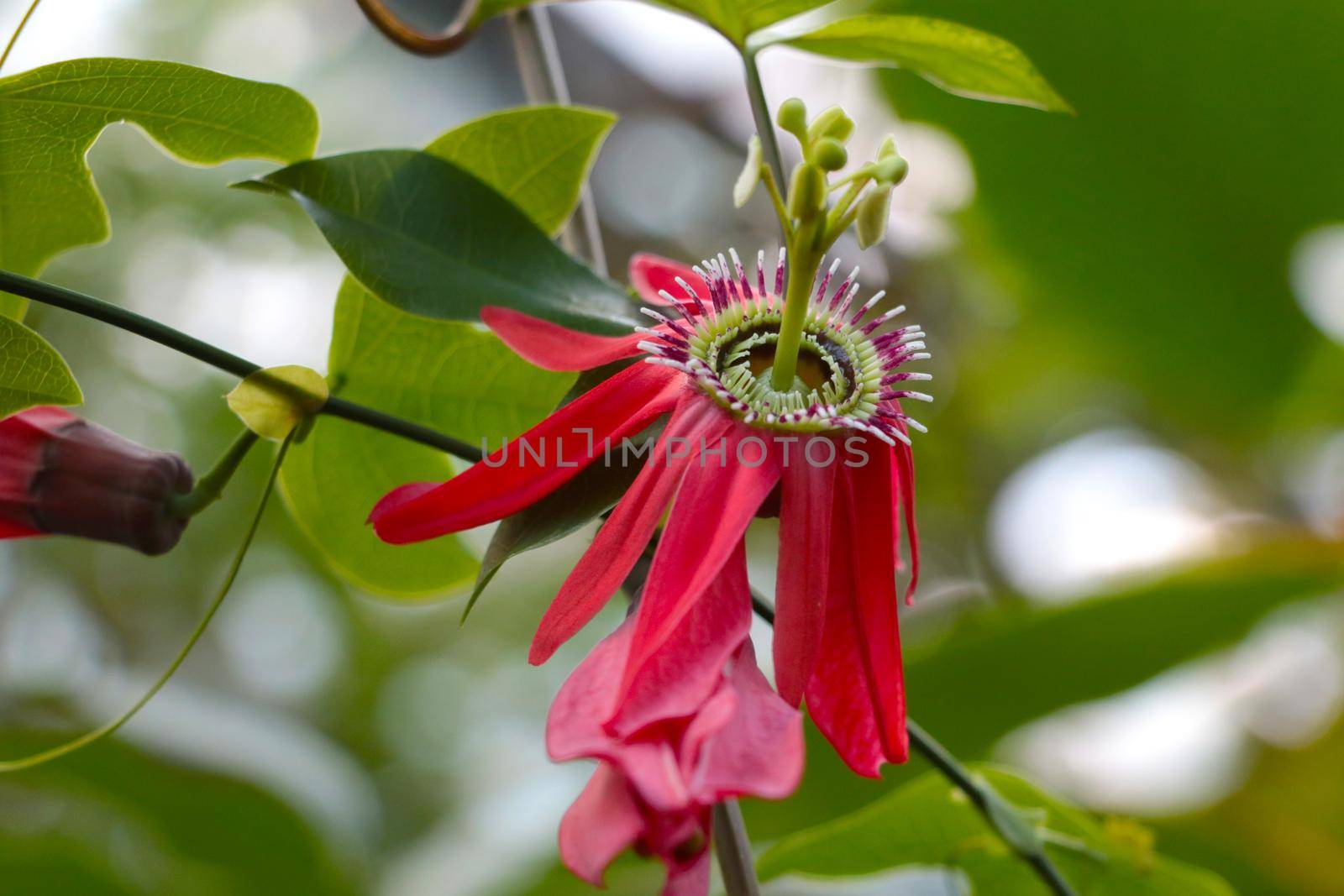 Passiflora racemosa or Passiflora racemosa is a species of the genus Passiflora of the Passiflora family from eastern Brazil