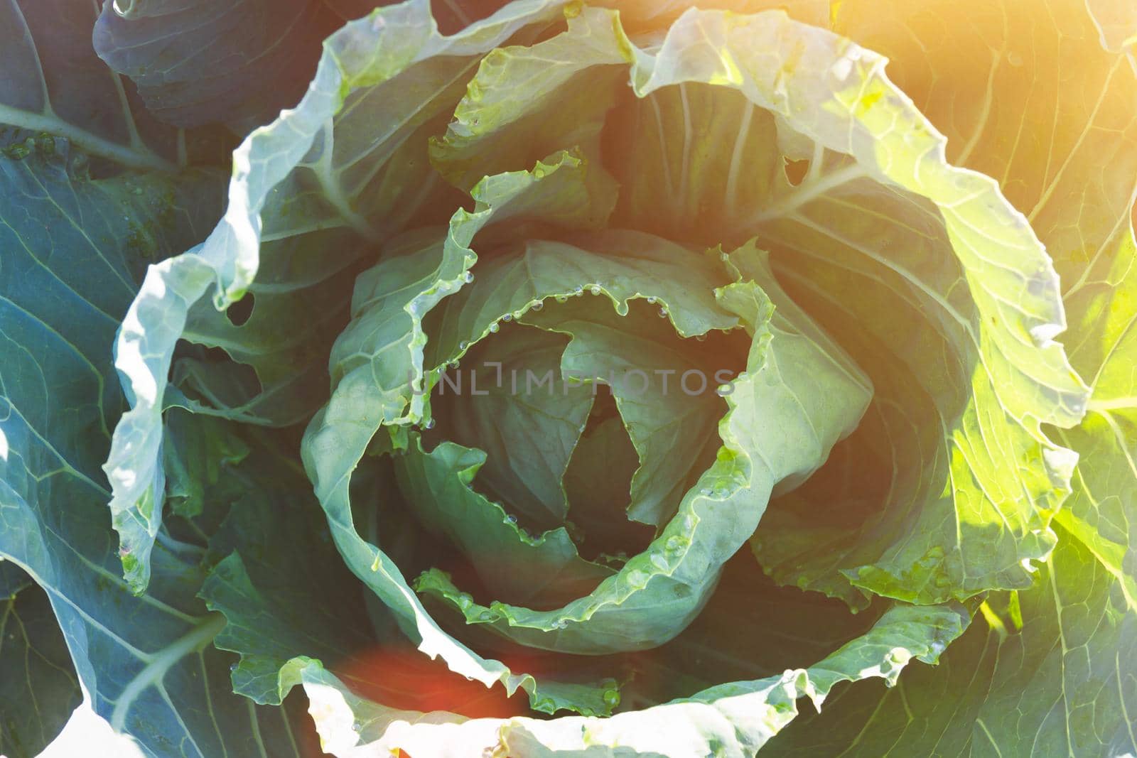 Cabbage in bright sunlight. Concept of natural products. Cultivation of ecologically natural varieties. Texture of lettuce leaves close-up.