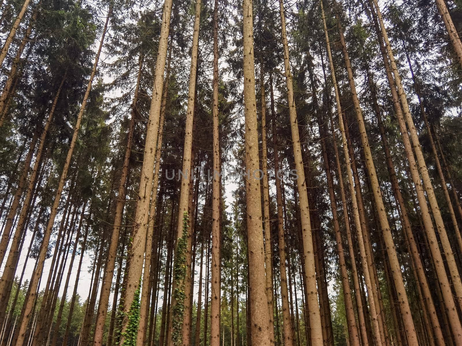 Rows of forest pine trees. Natural background