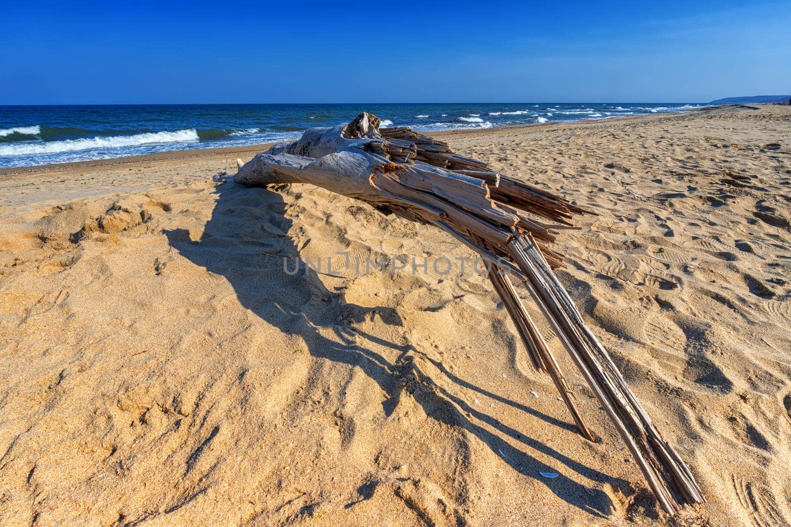 Old wood on the beach. Day view seascape.