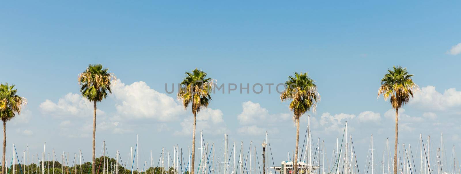 tall palm trees with sun flare against blue sky summer travel background.