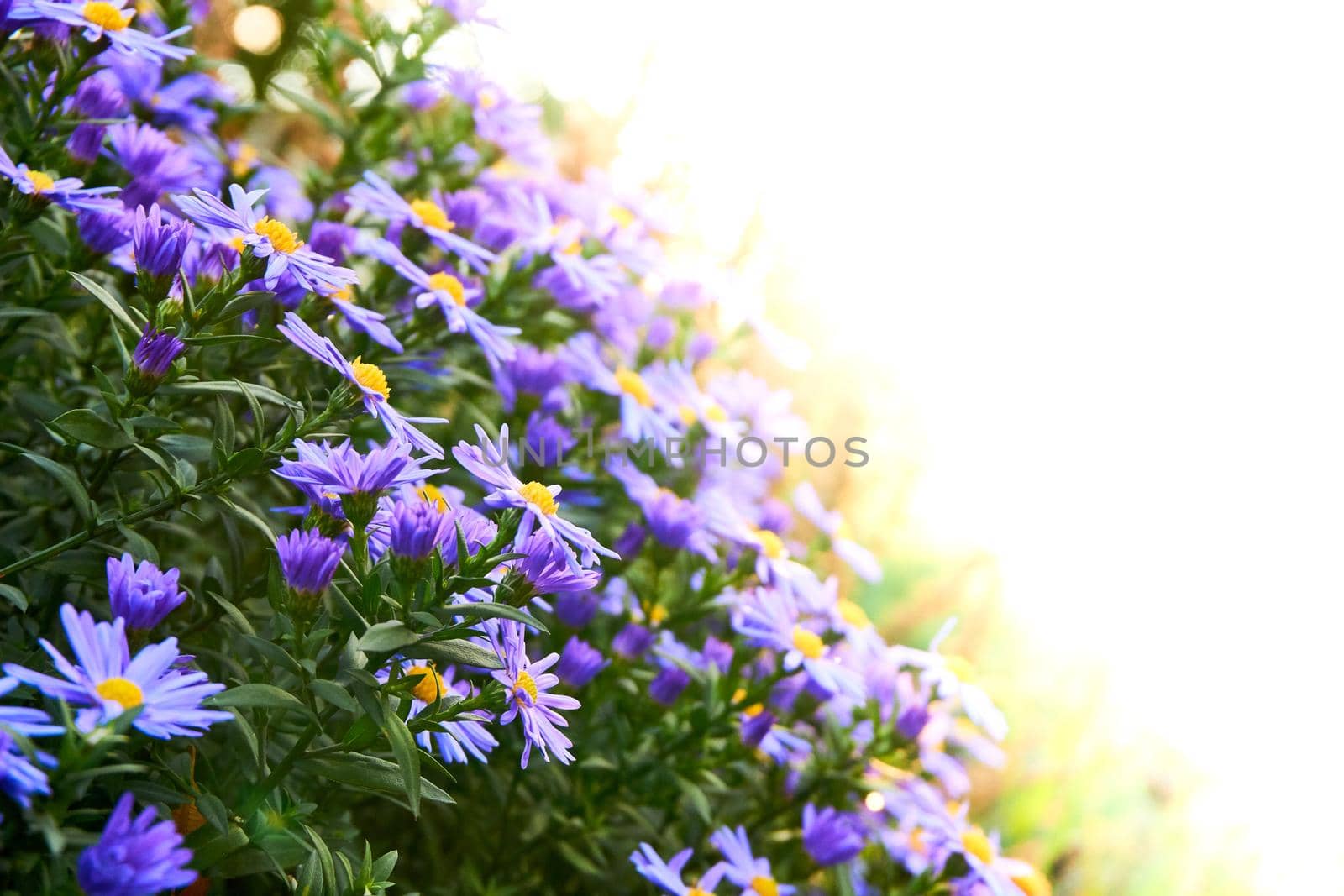 a plant of the daisy family that has bright rayed flowers, typically of purple or pink. Autumn cute aster bush october sky and white space for text