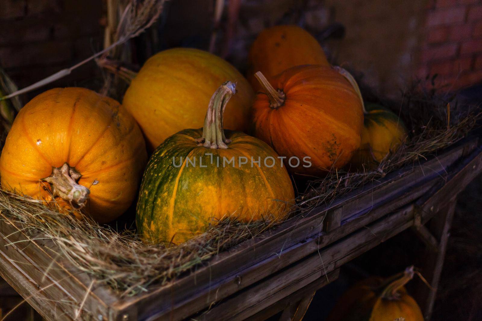Diverse assortment of pumpkins on a wooden background. Autumn harvest