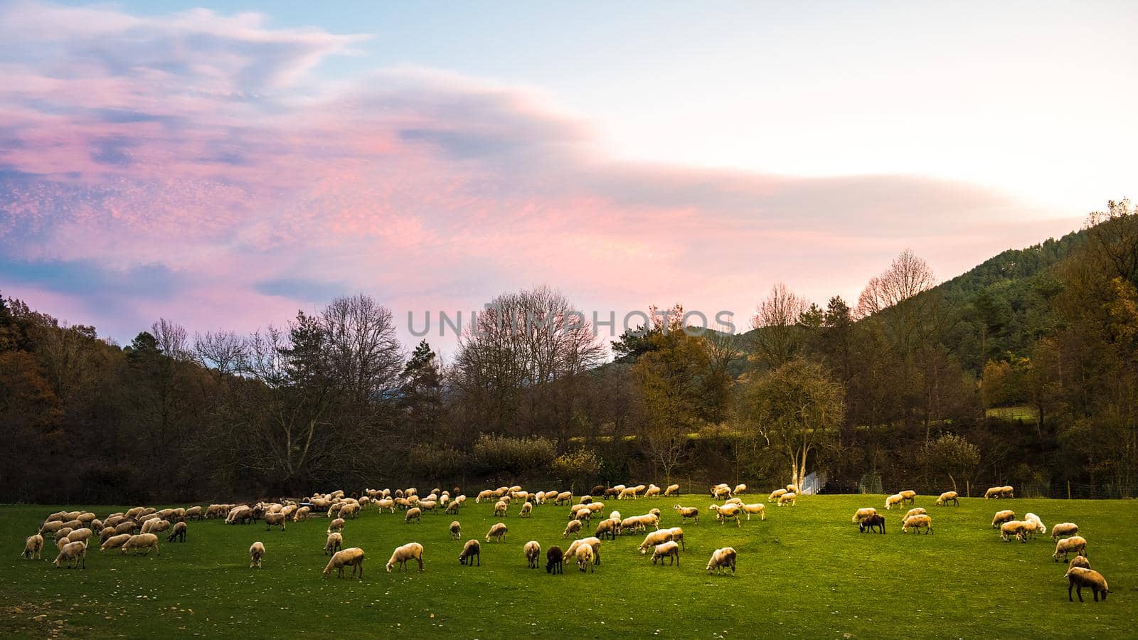 herd of sheep grazing in the countryside in front of a mountain landscape at sunset, concept of rural lifestyle