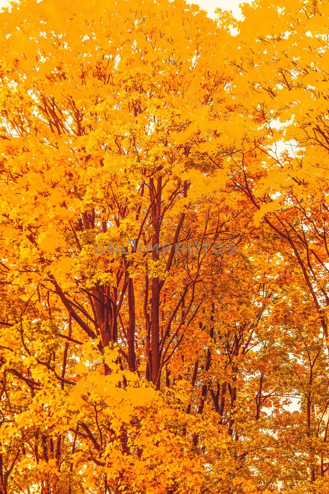 Seasonal travel, retro backdrop and rural environment concept - Beautiful autumn landscape background, vintage nature scene in fall season