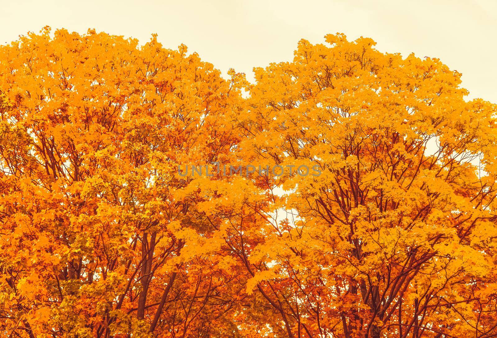 Seasonal travel, retro backdrop and rural environment concept - Beautiful autumn landscape background, vintage nature scene in fall season