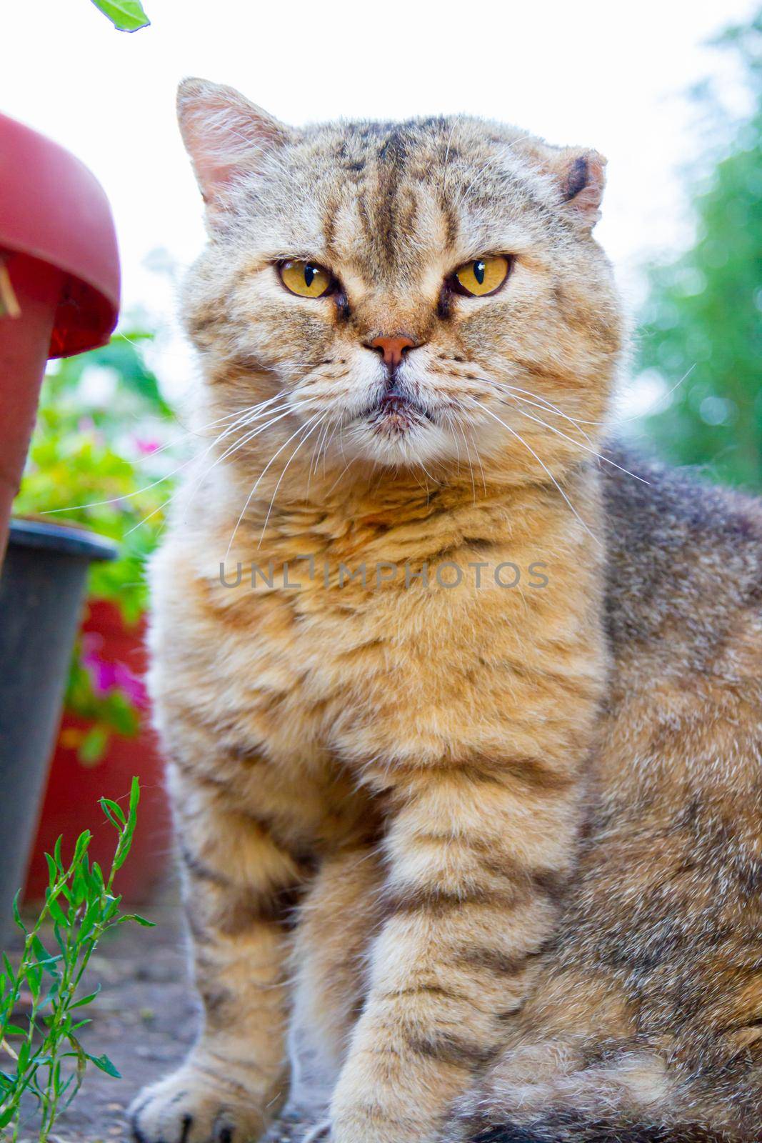 Scottish cat. Fold-eared Scotsman. Beautiful cat close-up. Large fluffy purebred cat. Pet.