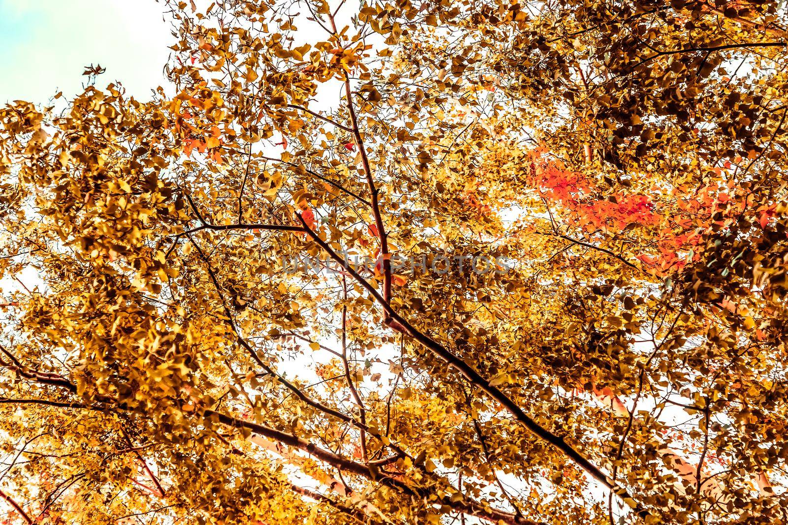 Seasonal travel, retro backdrop and rural environment concept - Beautiful autumn landscape background, vintage nature scene in fall season