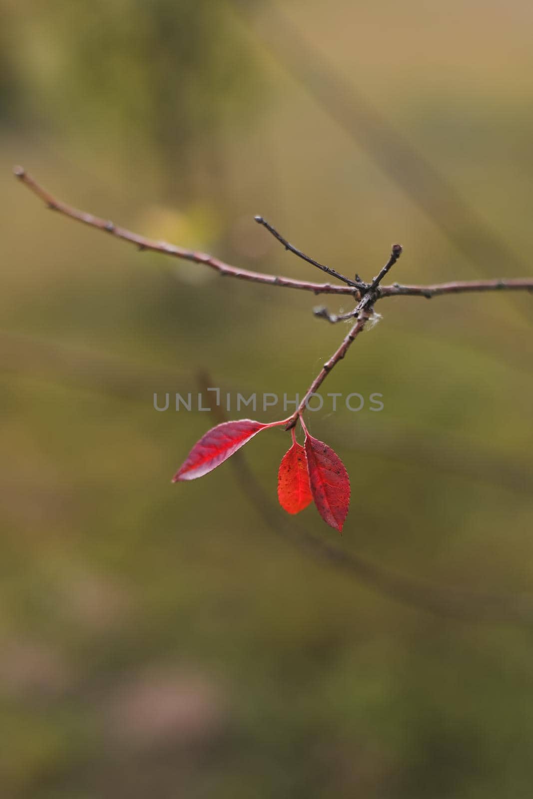 Lonely red leaf hanging on the tree branch. Autumn mood, Fall season, postcard, wallpaper by paralisart