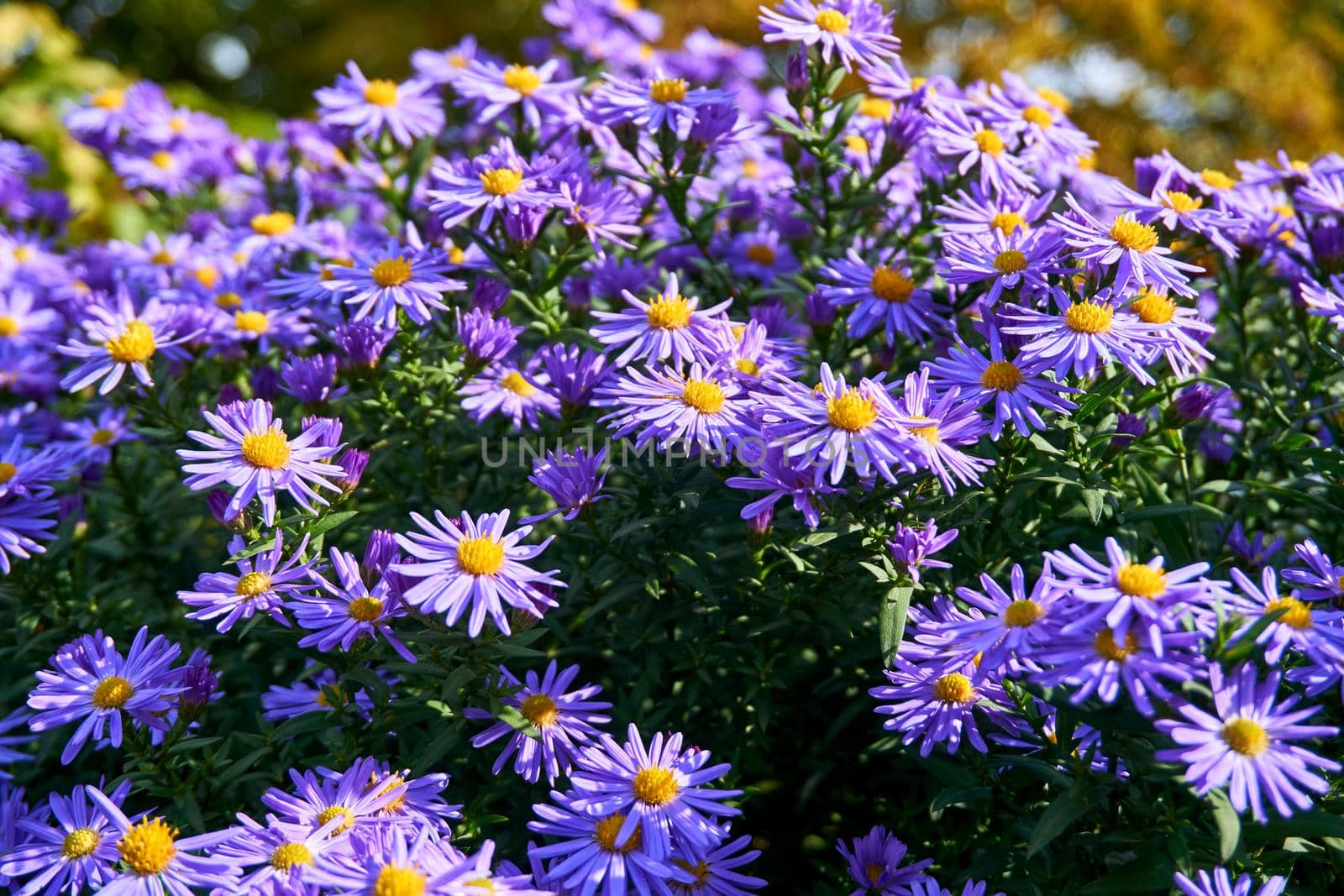 a plant of the daisy family that has bright rayed flowers, typically of purple or pink. Autumn cute purple blue aster bush october sky