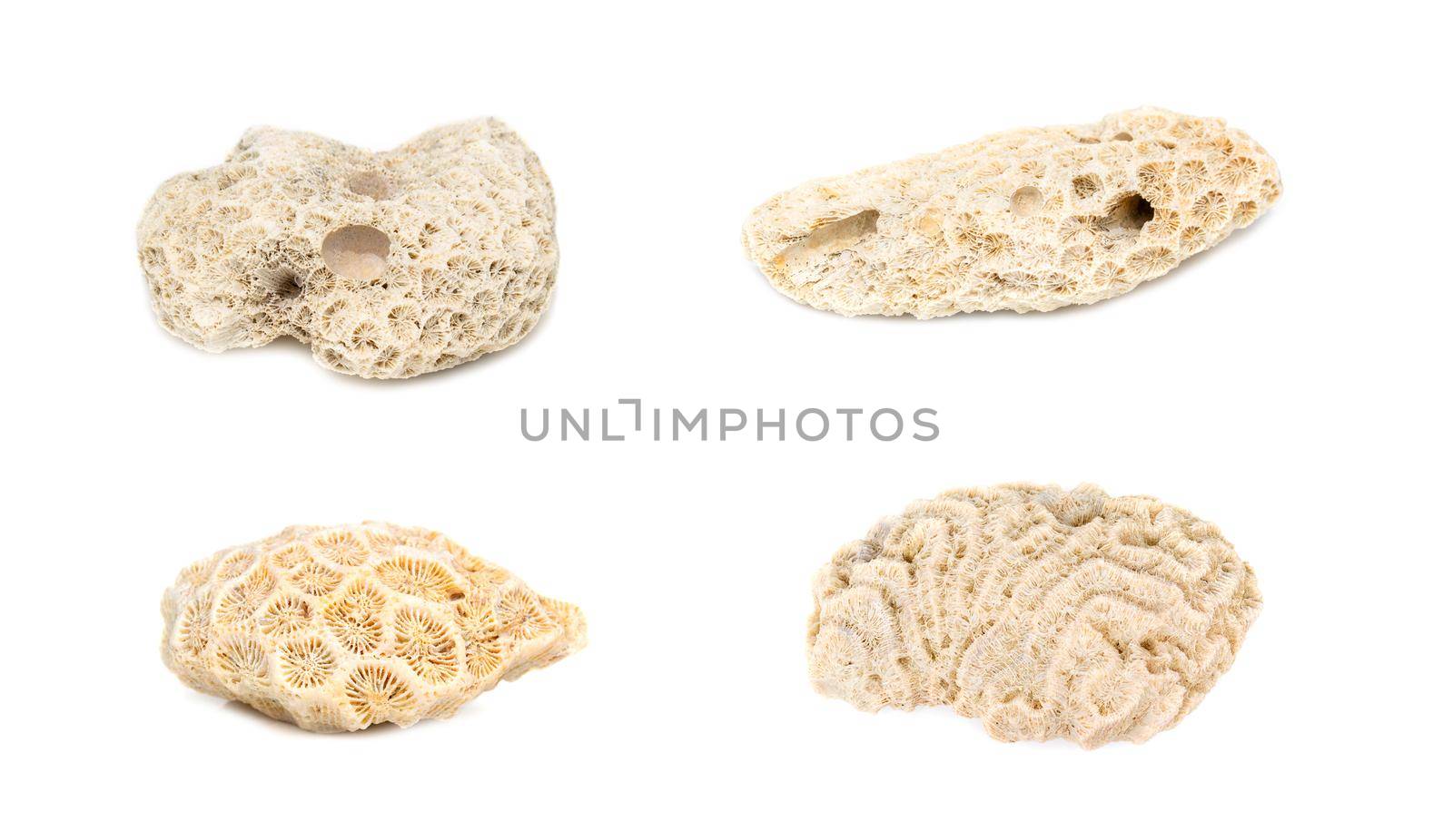 Group of coral cubes on a white background. Undersea Animals. by yod67