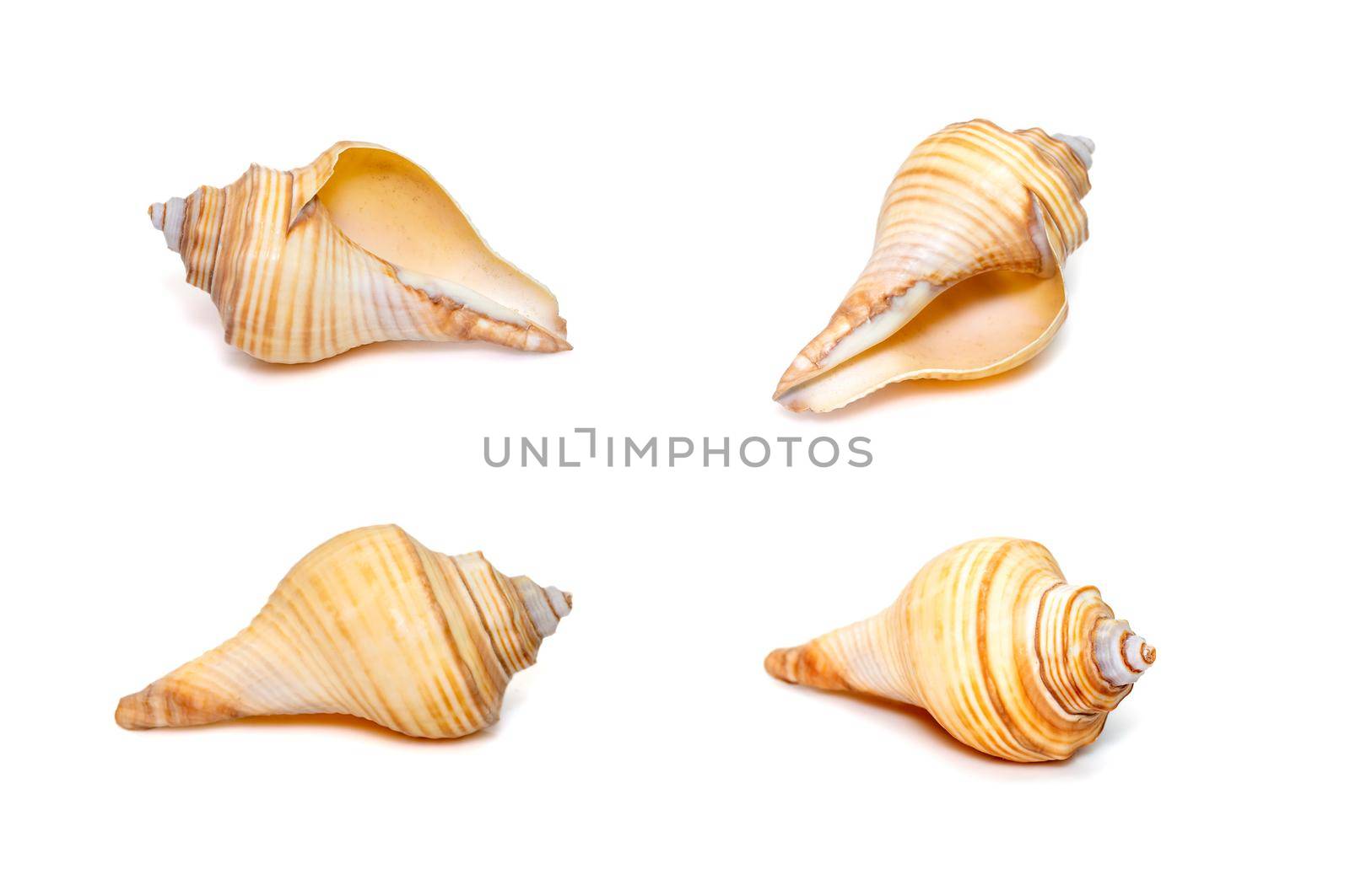 Group of hemifusus sea shells a genus of marine gastropod mollusks in the family Melongenidae isolated on white background. Undersea Animals. Sea Shells. by yod67