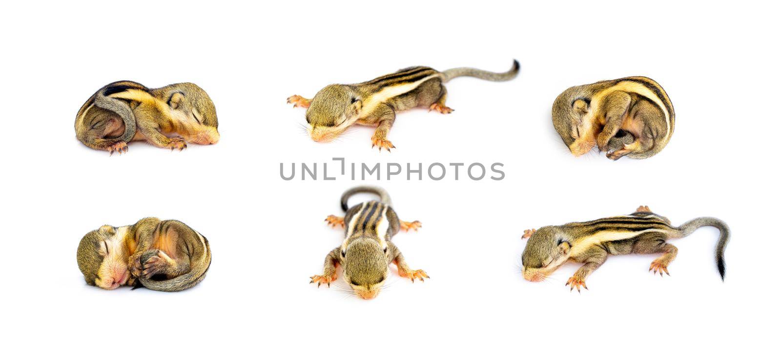Group of baby himalayan striped squirrel or Baby burmese striped squirrel (Tamiops mcclellandii) on white background. Wild Animals.